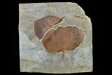 Two Fossil Leaves (Zizyphoides And Davidia) - Montana #113221-2